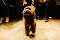 犬（撮影：タイコウクニヨシ）