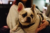 犬（撮影：タイコウクニヨシ）