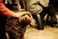 犬（撮影：タイコウクニヨシ）