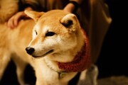 犬（撮影：タイコウクニヨシ）
