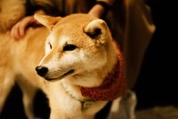 犬（撮影：タイコウクニヨシ）