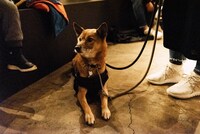 犬（撮影：タイコウクニヨシ）