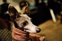 犬（撮影：タイコウクニヨシ）