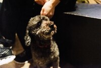 犬（撮影：タイコウクニヨシ）