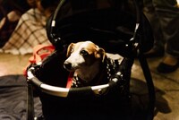 犬（撮影：タイコウクニヨシ）