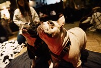 犬（撮影：タイコウクニヨシ）