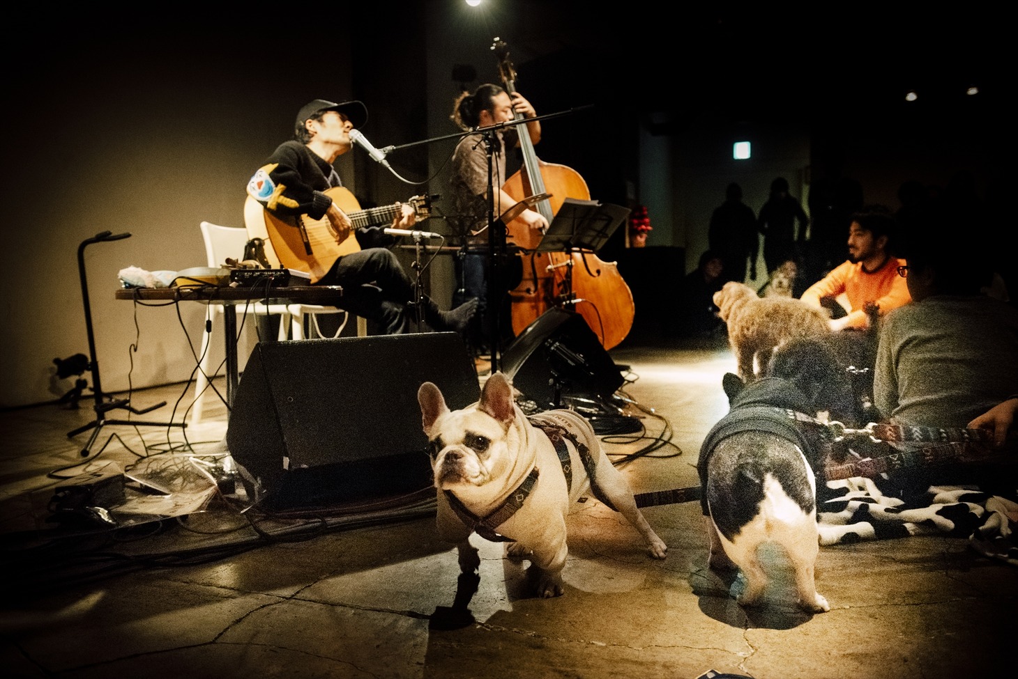「犬たちのためのコンサート」の様子。（撮影：タイコウクニヨシ）