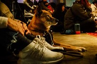 「犬たちのためのコンサート」の様子。（撮影：タイコウクニヨシ）