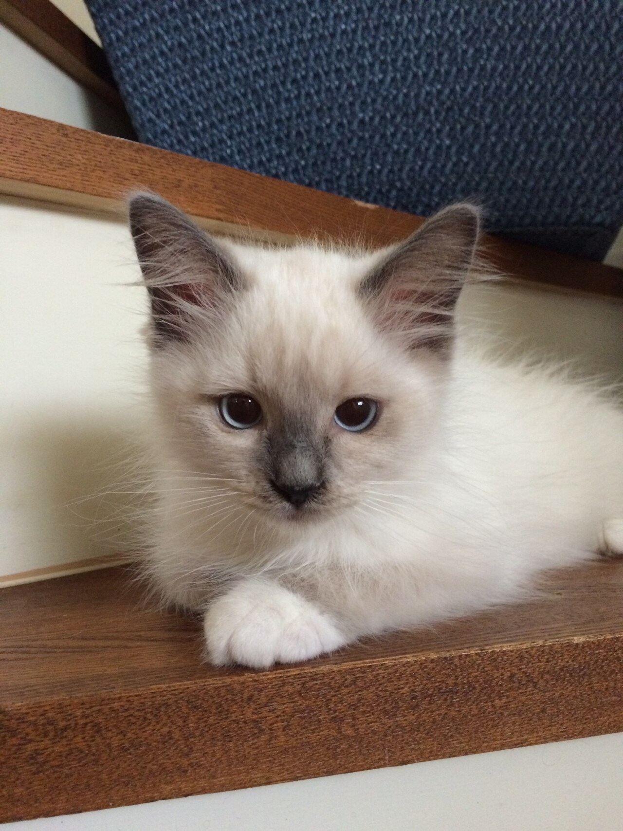 飼い始めの頃のフウガ。