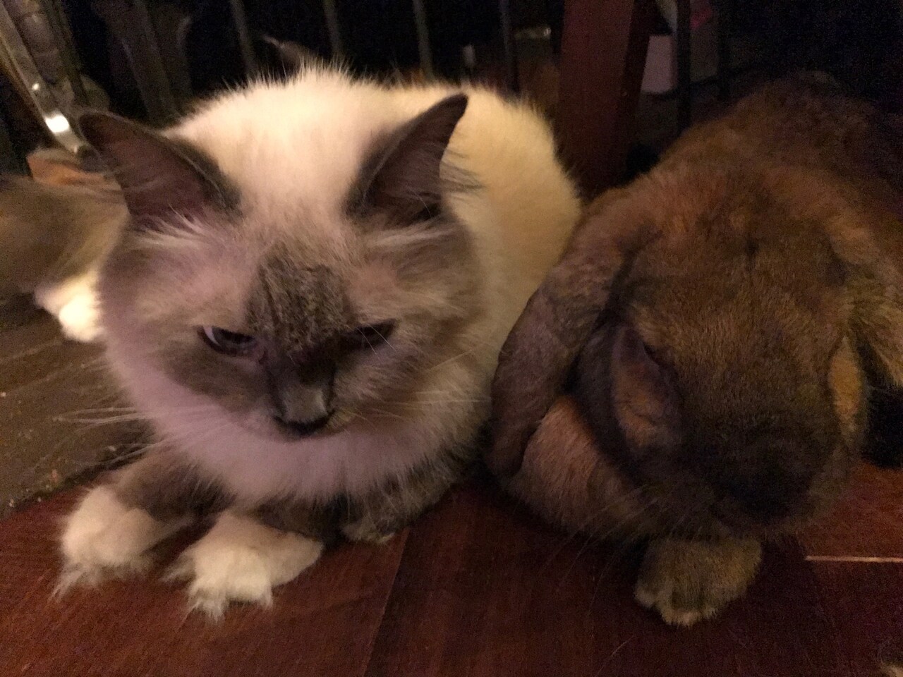 左からフウガ、マロン。