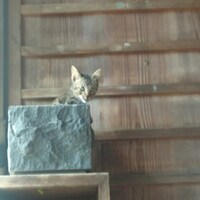 西中島きなこ「点と線」配信ジャケット