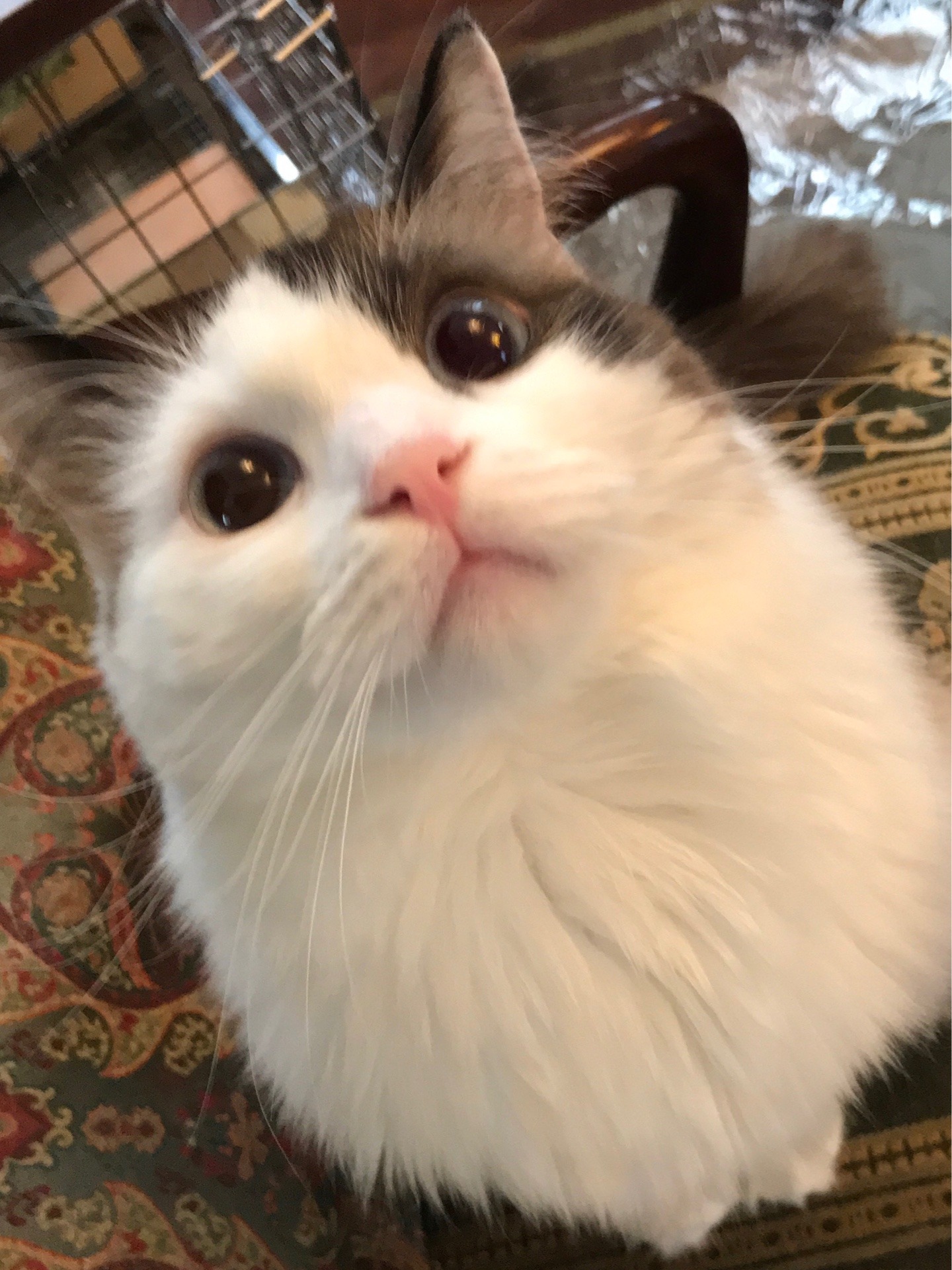 シオン