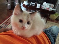 飼い始めの頃のシオン。