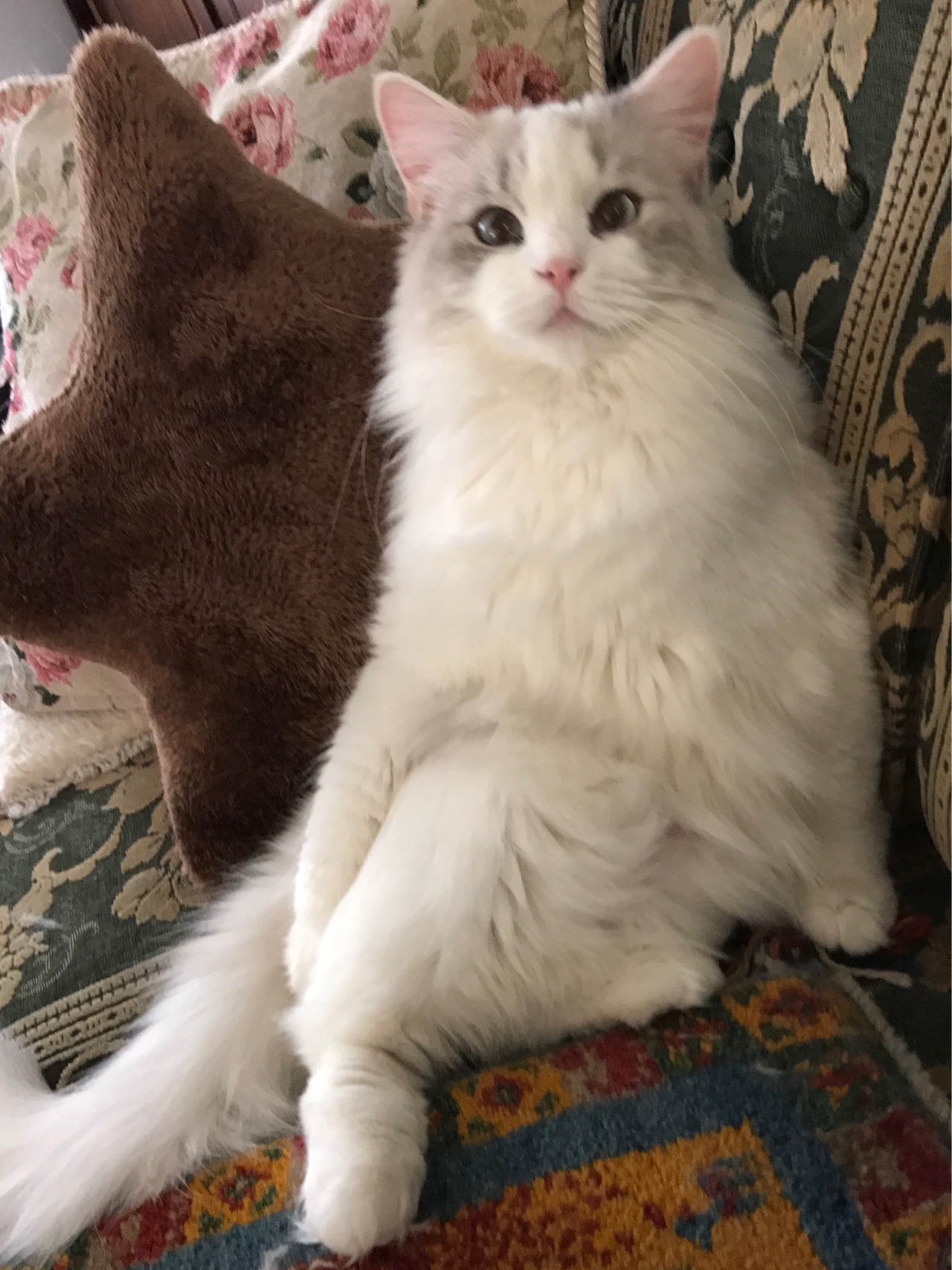 上地が選んだシオンのベストショット。