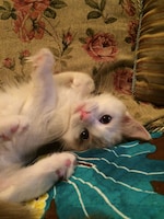 リラックスしているシオン。