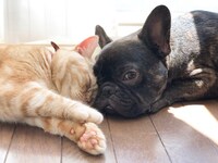 左からちゃちゃまる、むさし。