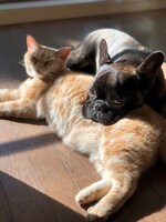 リラックスしているむさしとちゃちゃまる。