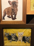 飼い始めの頃のむさし(上)とちゃちゃまる(下:左から3番目)。