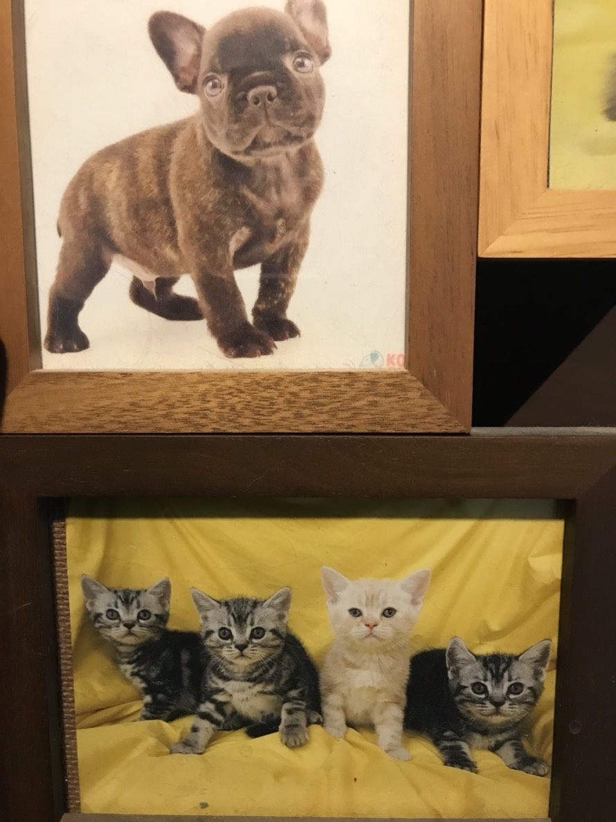 飼い始めの頃のむさし（上）とちゃちゃまる（下：左から3番目）。