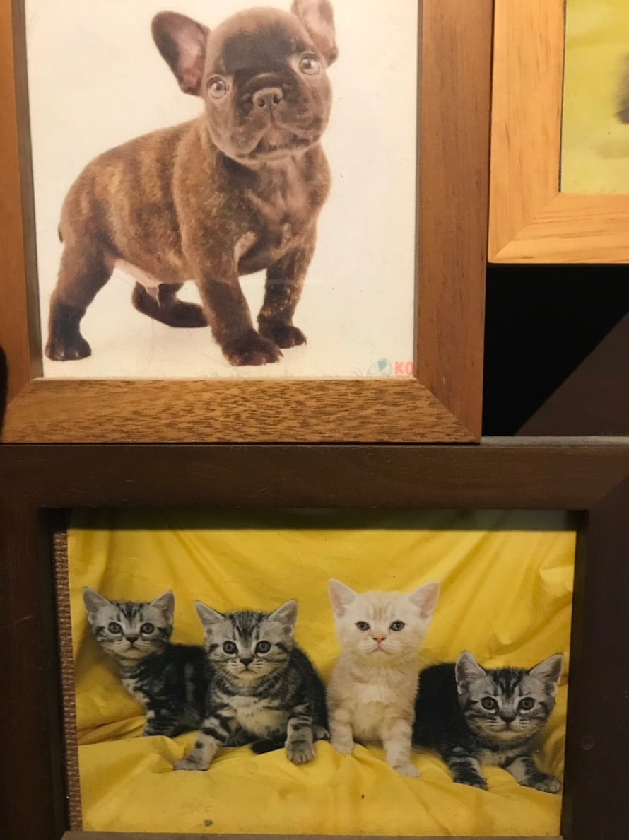 飼い始めの頃のむさし(上)とちゃちゃまる(下:左から3番目)。