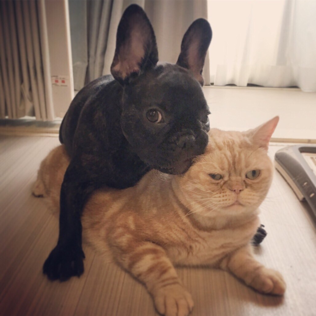 ちゃちゃまるの上に乗っているむさし。