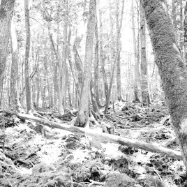 2013年解散のTokyo Shoegazer、新メンバーに岩田真知を迎えワンマンライブ開催