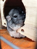 飼い始めの頃のまっちゃ。