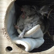 あくびをしているまっちゃ。