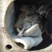 あくびをしているまっちゃ。