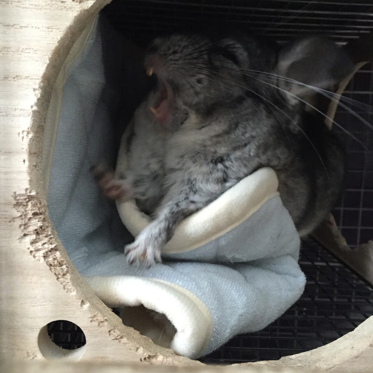 あくびをしているまっちゃ。