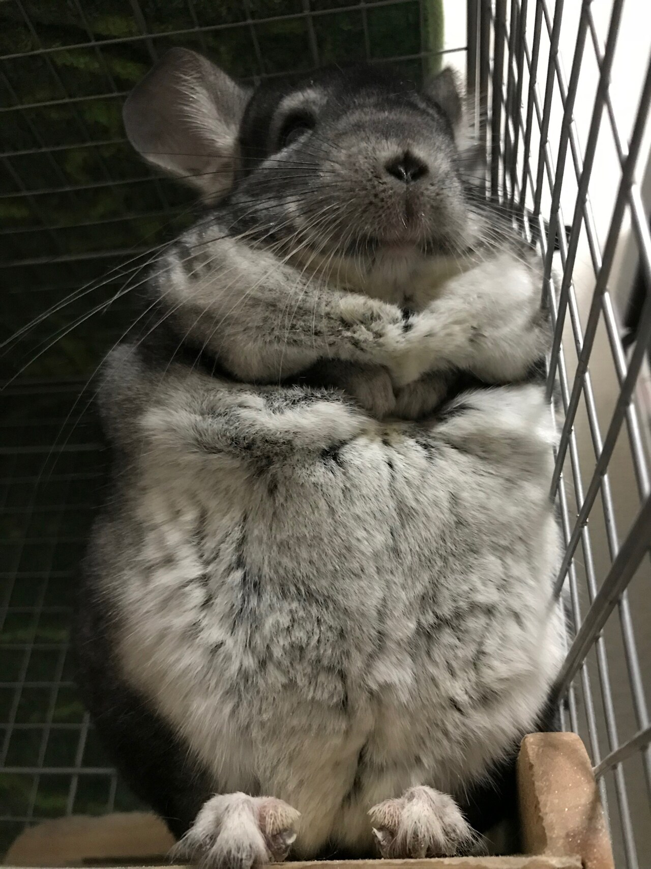 杉本が“ベストもふもふアングル”で撮影したというまっちゃ。