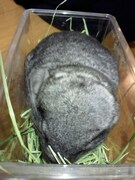 虫かごに入っているまっちゃ。