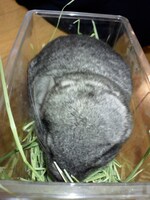 虫かごに入っているまっちゃ。