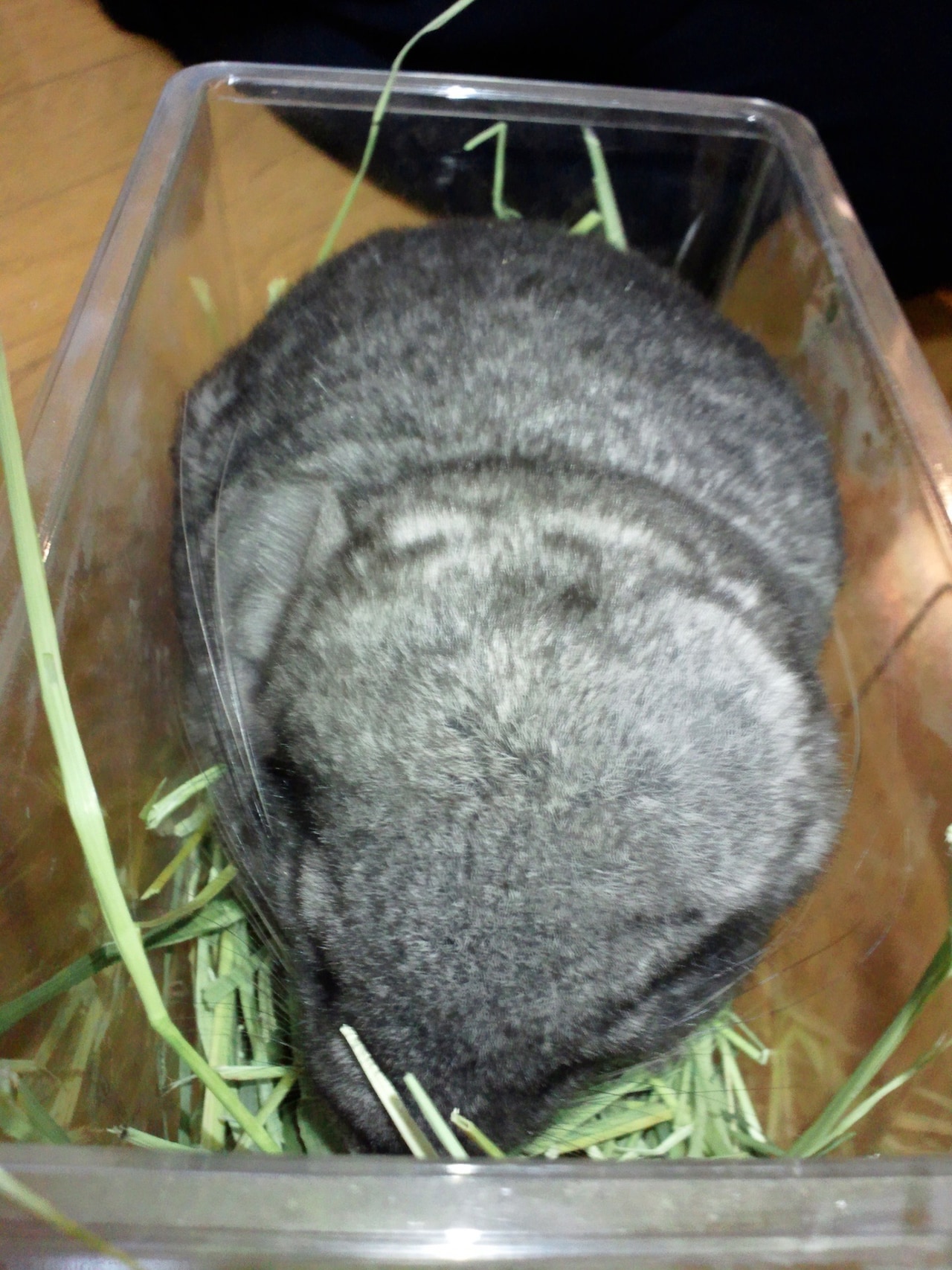 虫かごに入っているまっちゃ。