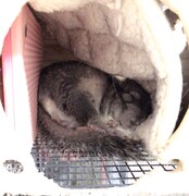 寝ているまっちゃ。