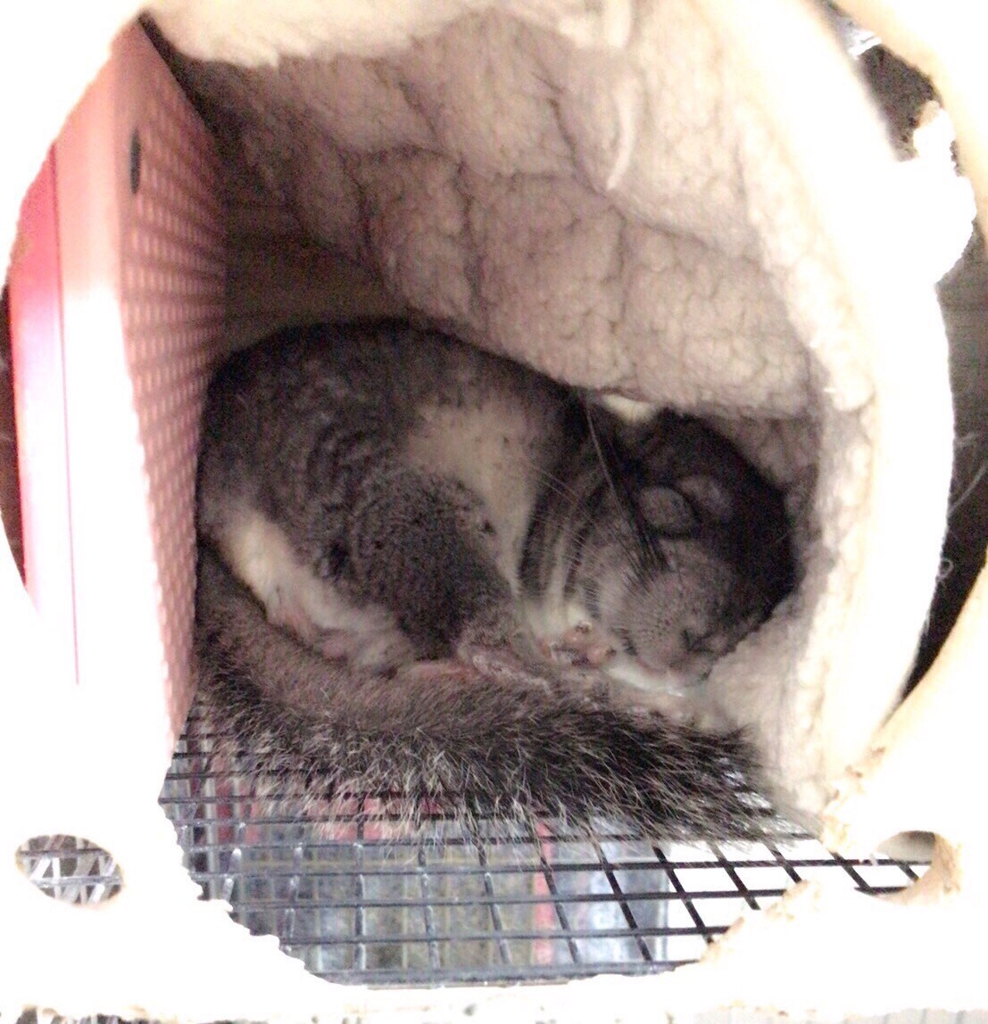 寝ているまっちゃ。