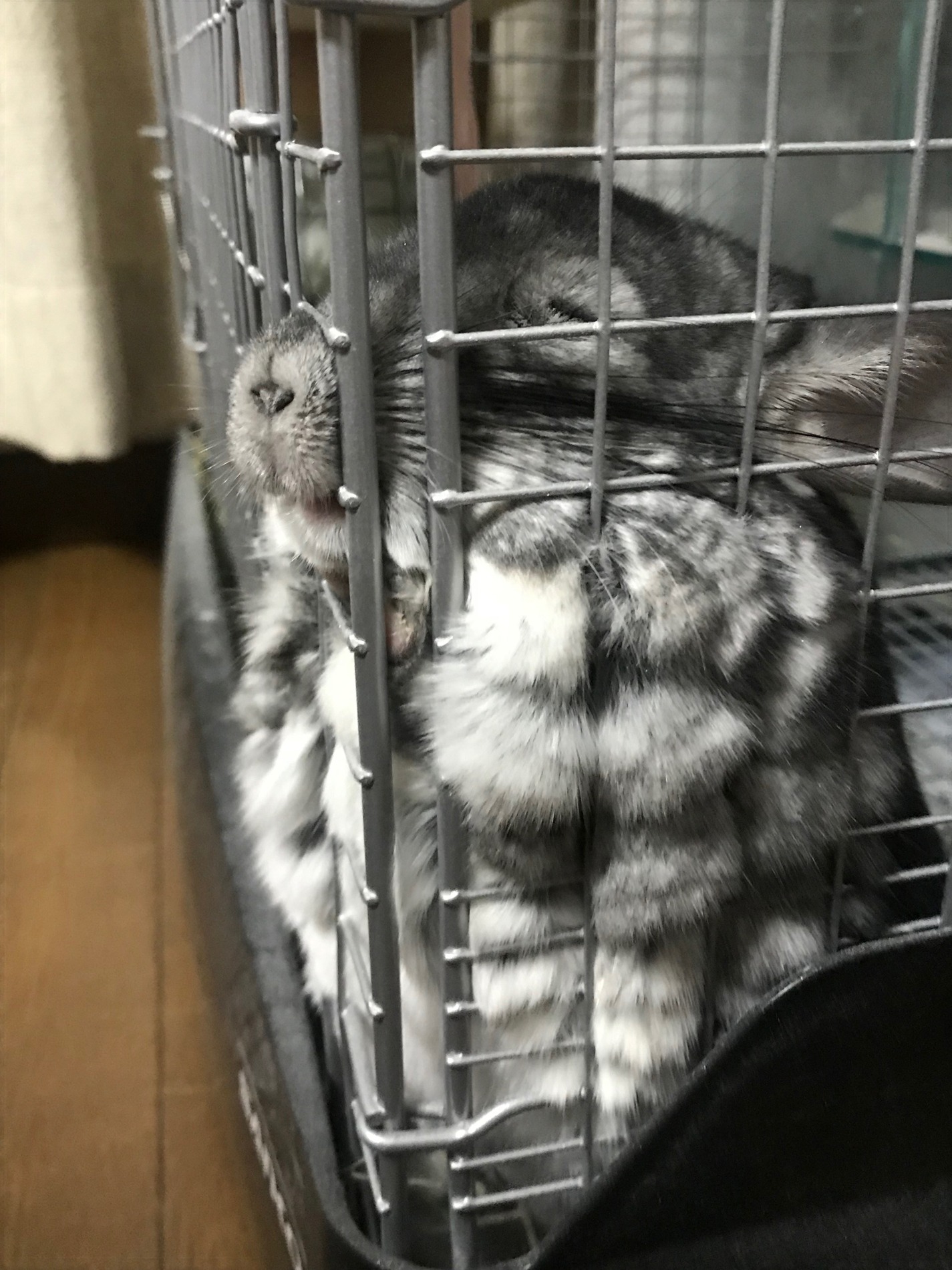 まっちゃ
