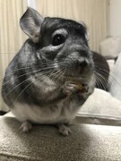 食事中のまっちゃ。