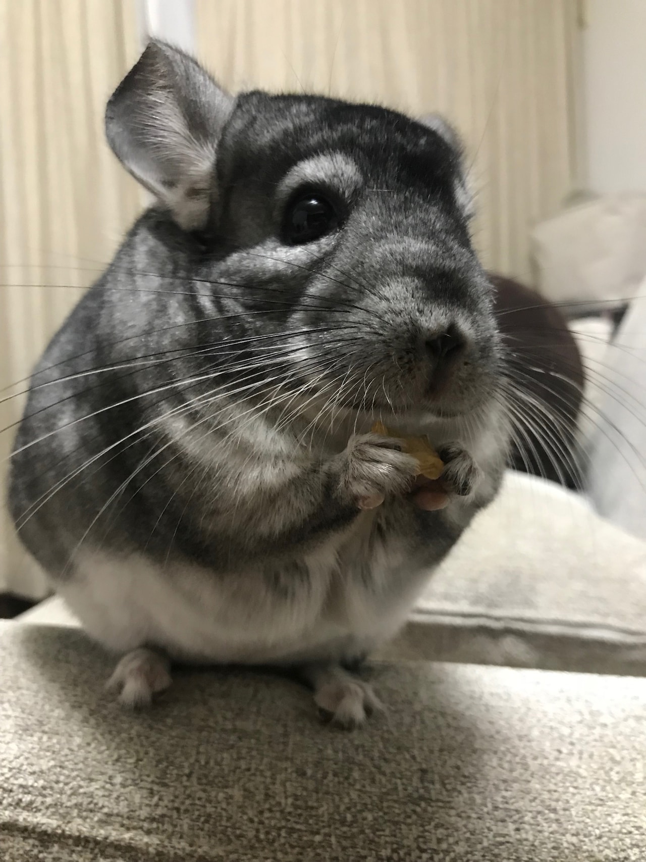 食事中のまっちゃ。