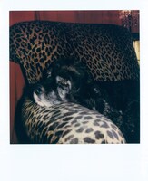 般若「グッドモーニング」より。（撮影：猫守よしお）