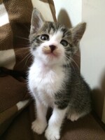 小鳩が選んだトラ男のベストショット。