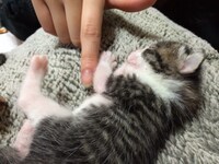 飼い始めの頃のトラ男。