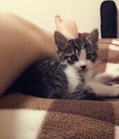 飼い始めの頃のトラ男。