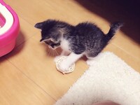 飼い始めの頃のトラ男。