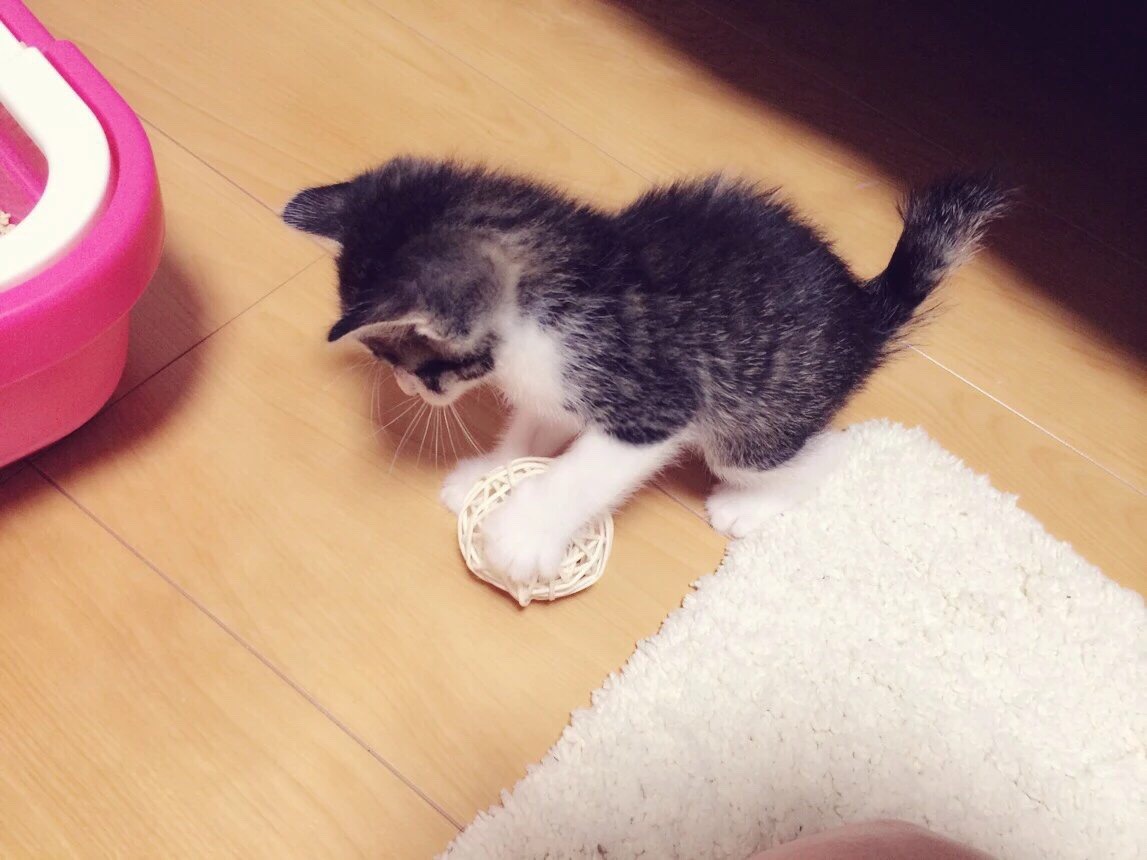 飼い始めの頃のトラ男。