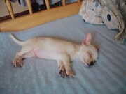 飼い始めの頃の吉田チャーリー。