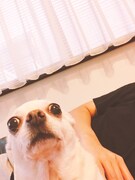 吉田チャーリー