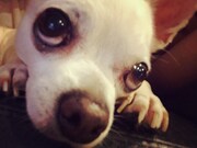 吉田チャーリー