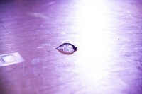 ステージに落ちたTHERE THERE THERESの羽。（撮影：稲垣謙一）