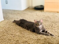 エド・ウドハスの愛猫ブルータス。